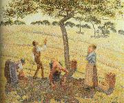 Camille Pissarro Pick  Apples oil painting